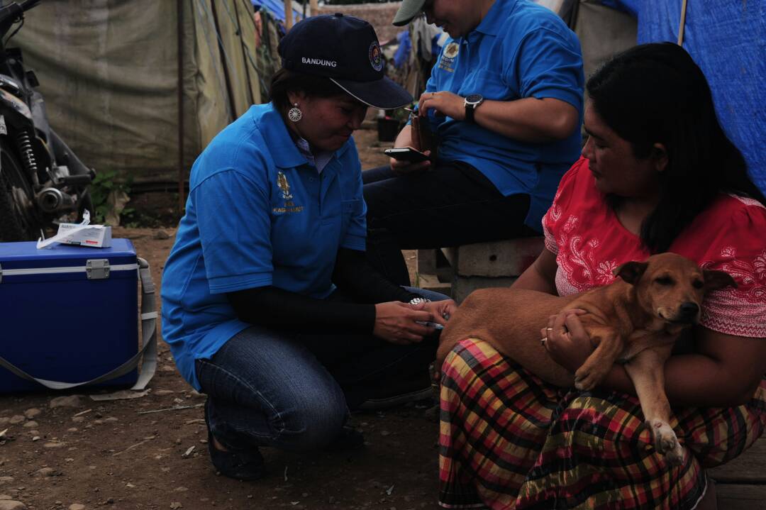 Pemberian vaksin antirabies pada anjing milik warga pengungsi (Foto ISTIMEWA)