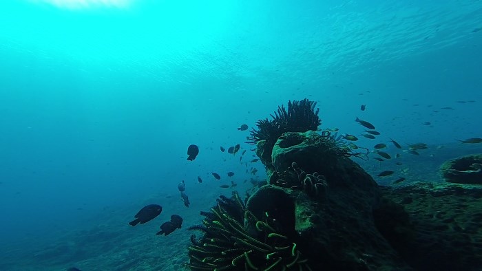 Panorama di bawah laut di Pulau Dewata, Bali nan esksotik (Foto ISTIMEWA)