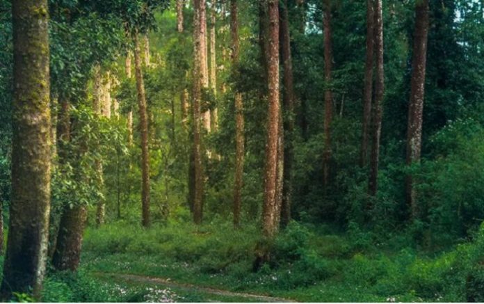 Pemerintah harus bisa mengendalikan arus penjarahan yang merasa legal, petugas Perhutani agar diinstruksikan melakukan tindakan hukum yang tegas menjaga kawasan hutan. Foto: Instagram @wadex_yombex