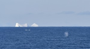 nugroho-iceberg-and-whale
