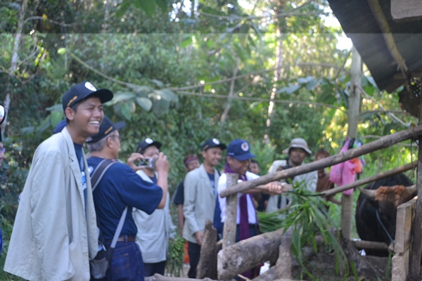 Prof. Panut Mulyono memberi pakan sapi, sebuah kebiasaan yang tidak asing bagi Rektor UGM itu di masa remajanya, demikian disampaikannya kepada mahasiswanya (Foto R Toto Sugiharto/KAGAMA) 