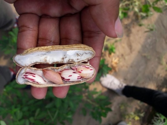 Varietas kacang tanah baru yang memiliki karakter unik berupa lurik pada kulit biji  [Foto ISTIMEWA]