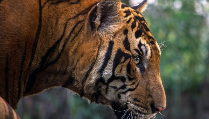 Harimau Jawa.(Foto: Trubus.id)