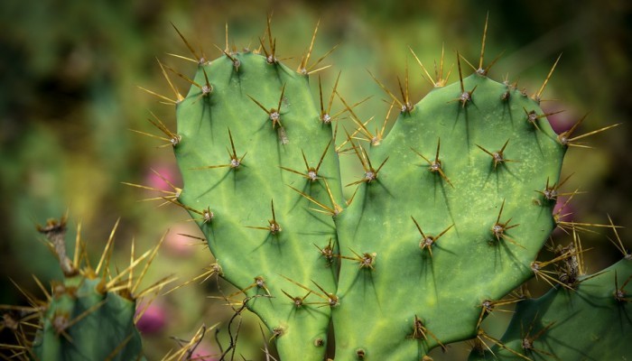 Kaktus Pir Berduri.(Foto: Pixabay)