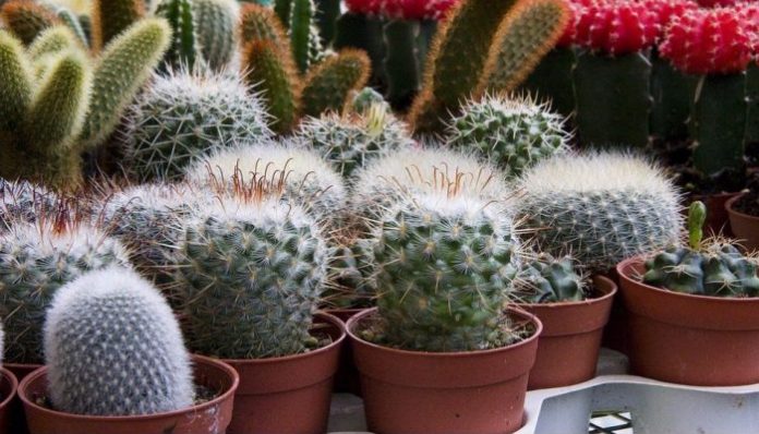 Untuk anda yang memiliki hobi home gardening, bisa menambah variasi tanaman kaktus agar hunian tampak lebih ‘hidup’.(Foto: dekoruma.com)