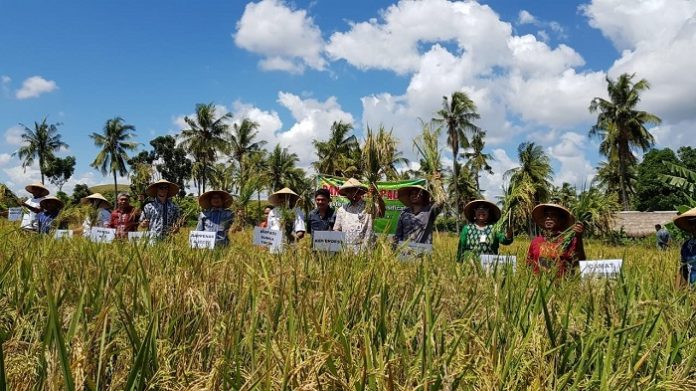 Penerapan MetodeSystem of Rice Intensification (SRI) merupakan solusi nyata bagi kondisi iklim di Sumba Timur. Foto : Humas UGM