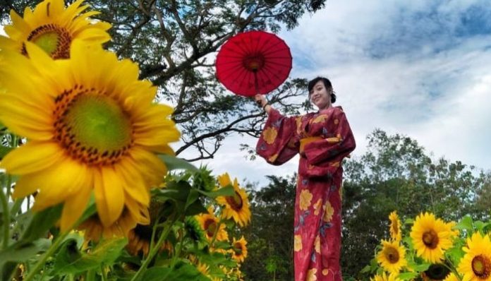Di Taman Bunga Nawari, pengunjung bisa juga berfoto dengan memakai pakaian jawa dan kimono khas negeri matahari terbit, Jepang. Foto: www.bosndeso.com