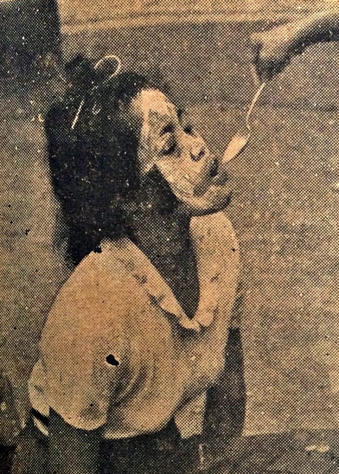 Mahasiswa itu harus meminum ramuan pahit dari sebuah sendok yang disodorkan oleh para mahasiswa senior. Foto: Majalah Gadjah Mada terbitan Oktober 1953