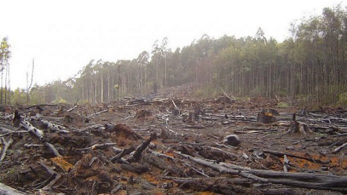Masyarakat tak perlu khawatir soal keberadaan hutan setelah realisasi pemindahan ibu kota. Foto: Pos Kupang
