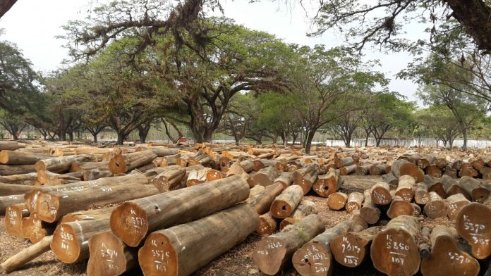 Ilustrasi: Pembentukan kualitas kayu seharusnya sudah dipikirkan sejak awal menanam. Foto: supplierskayu.blogspot.com