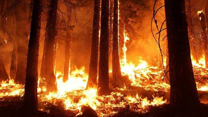 Meluasnya kebakaran hutan antara lain disebabkan oleh adanya pelaku yang sengaja membakar hutan sebagai upaya landclearing namun tidak terkendali, sehingga meluas dan merembet ke mana-mana. Foto: investor.id