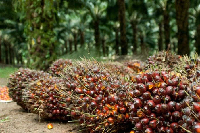 Industri kelapa sawit jadi penyumbang devisa yang besar bagi negara, tapi kerap dituding sebagai penyebab deforestasi. Foto : Gapki