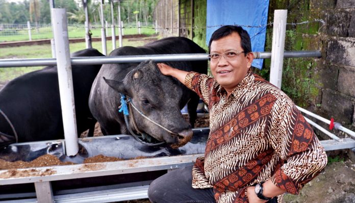 Dekan Fakultas Peternakan Prof. Dr. Ali Agus mengatakan, selain bobot daging yang dihasilkan lebih besar, Lembu Gama juga mempunyai nilai ekonomis yang tinggi. Foto: Kinanthi