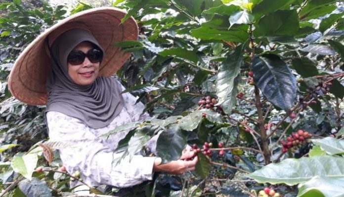 Alumnus Sosiologi UGM ini sukses mengembangkan kopi 'Baret Jingga' (Baringga) yang dia tanam bersama Korpaskhas (Korps Pasukan Khas) AU di daerah Ciwidey, Jawa Barat. (Foto: Istimewa)