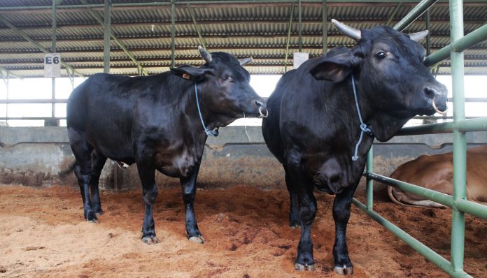 Lembu Gama pertumbuhannya cepat. Dalam satu tahun berat badannya bisa mencapai 450 kg. Foto: Dwikoen
