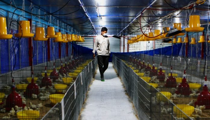 Industri perunggasan, khususnya ayam broiler kini terus bertumbuh untuk mencukupi kebutuhan protein hewani masyarakat. Foto: Gudeg