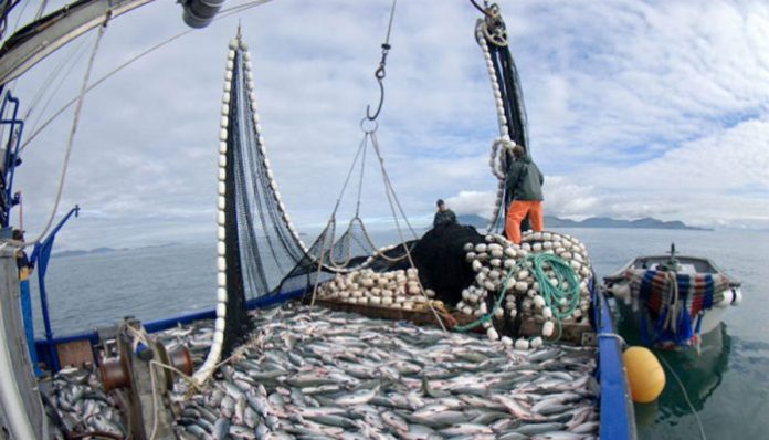 Selain keputusasaan mereka yang tak bisa membeli alat penangkap ikan legal dan perizinan yang sulit, sebagian nelayan juga tidak mempunyai keterampilan menangkap ikan menggunakan alat yang legal. Foto: lyd.org