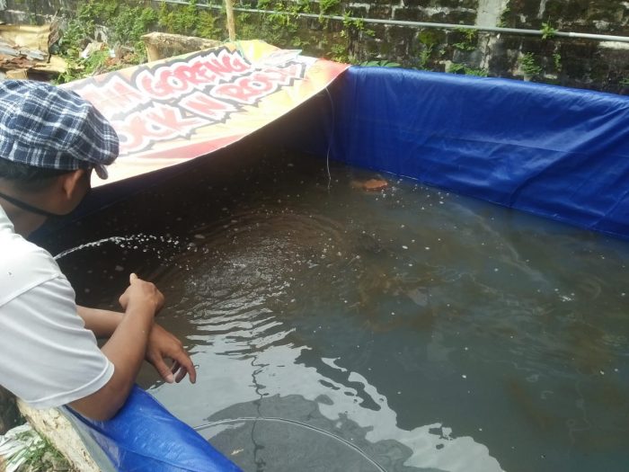 Isu ketahanan pangan pada masa pandemi corona coba diatasi warga KAGAMA Balikpapan dengan membikin kolam lele. Foto: KAGAMA Balikpapan