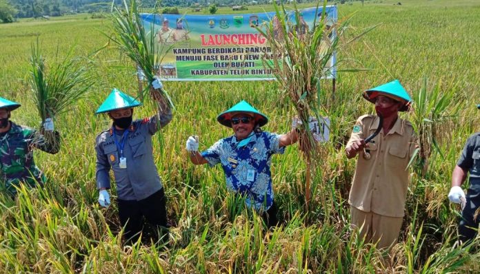 Launching Kampung Berdikari telah menandai dimulainya normal baru di Kabupaten Teluk Bintuni pimpinan alumnus UGM, Petrus Kasihiw. Foto: Klikpapua