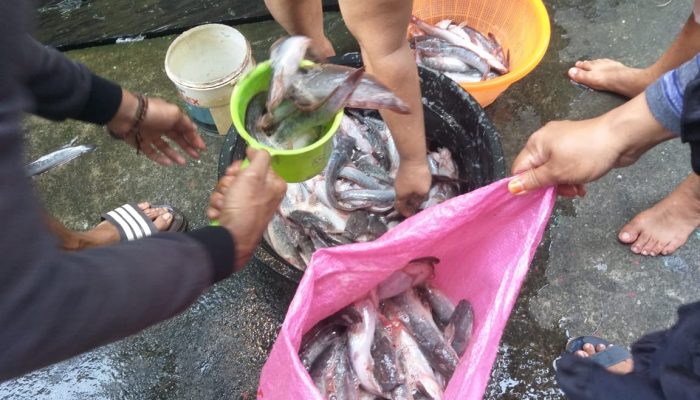 Masyarakat binaan KAGAMA Balikpapan di Kampung Kenangan telah meraih hasil dari budidaya ikan lele. Foto: KAGAMA Balikpapan