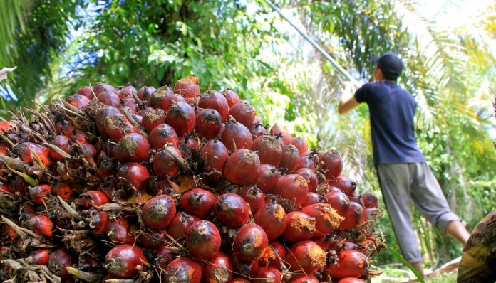 Indonesia mengambil ancang-ancang dengan menyiapkan RUU Energi Baru dan Terbarukan. Minyak kelapa sawit dinilai bisa mendukung upaya berkelanjutan itu. Foto: Antara