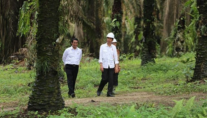 Presiden Joko Widodo mengatakan, produk pertanian yang menopang peningkatan ekspor dari sektor pertanian adalah komoditas sawit. Foto: MI