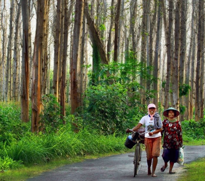 Ada kelompok-kelompok yang sangat jelas sejak lama memiliki niat menguasai pengelolaan lahan hutan Jawa yang selama ini dikelola oleh Perhutani sesuai penugasan pemerintah. Foto: Instagram @perumperhutani