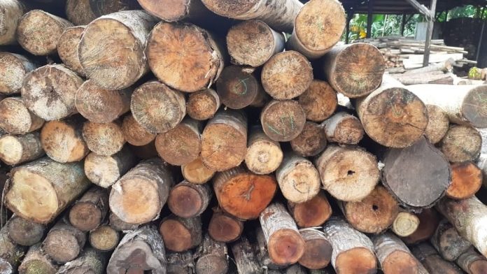 Perhutani yang paling unggul dalam memuliakan hutan ketimbang berbisnis kayu. Foto: Instagram @sobi.id