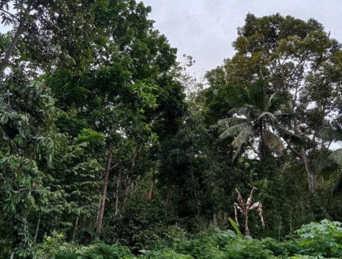 Kerusakan hutan Indonesia yang tergolong sangat luas sampai sekitar angka 60 juta hektare wajib diprioritaskan rehabilitasinya dan reboisasinya. Foto: Instagram @nice_viewfoto